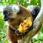 Visite de Nosy Tanikely – Déjeuner chez Zozo – Visite de Nosy Komba – Nuitée en demi-pension Exora Beach — Nosy Be, Madagascar