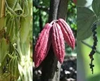 Visite des plantations Millot – Déjeuner chez Mado – Transfert à IBC – Visite d’Ambatomiloloha Nuitée en demi-pension, Madagascar