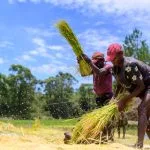 Paysans battant le riz à la main sur les Hautes Terres