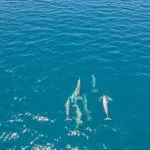 Groupe de dauphins nageant dans une eau turquoise au large du nord de Madagascar