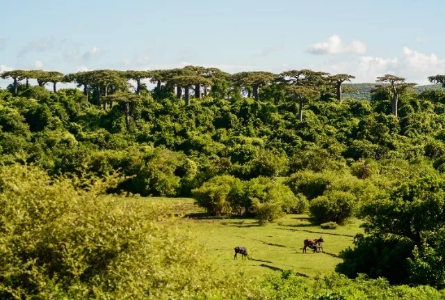 Panorama du Nord : entre parcs et lagons — Diego Suarez - Découverte des baobabs et plage sauvage d’Ampondrafeta