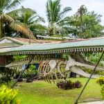 Squelette de baleine à bosse exposé sous les cocotiers, Sainte-Marie